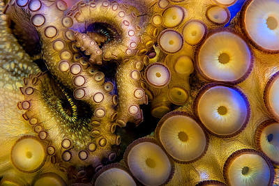 0ctopus jigsaw puzzle