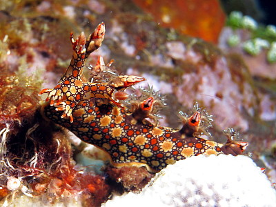 Bornella anguilla