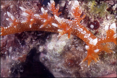 Bornella calcarata