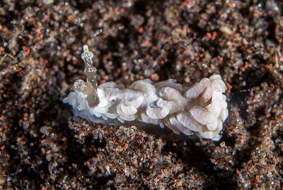 Bulbaeolidia alba