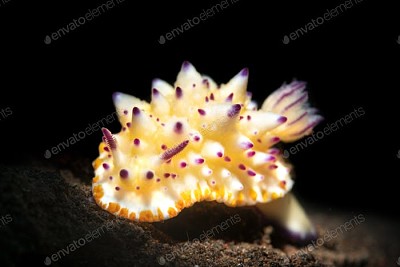 Bumby mexichromis jigsaw puzzle
