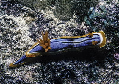 פאזל של Chromodoris hamiltoni