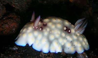 Chromodoris hintuanensis jigsaw puzzle