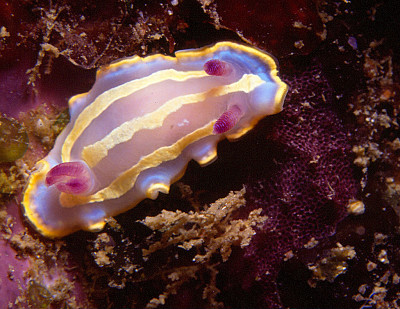 Chromodoris krohni