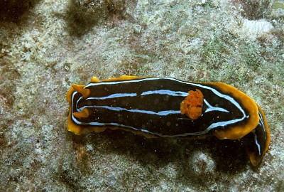 פאזל של Chromodoris kuiteri