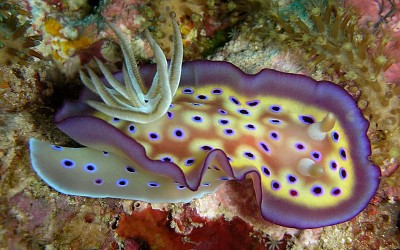 פאזל של Chromodoris kuiei