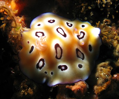 פאזל של Chromodoris leopardus