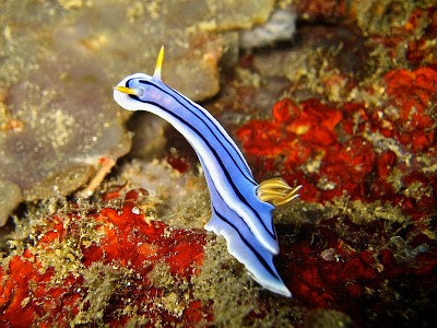 פאזל של Chromodoris lochi