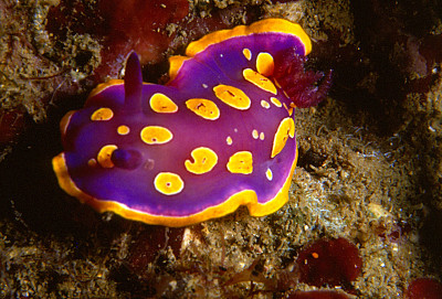 פאזל של Chromodoris luteorosea