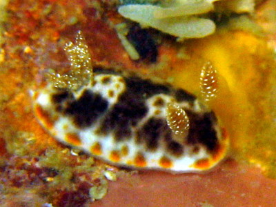 פאזל של Chromodoris mandapamensis