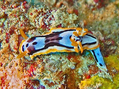 פאזל של Chromodoris michaeli