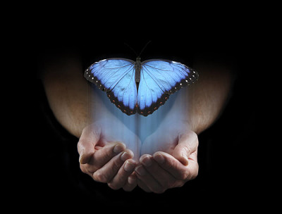 mariposa azul en las manos jigsaw puzzle