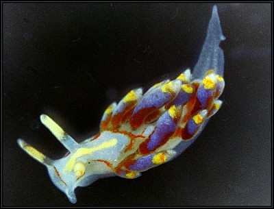 Cuthona genovae