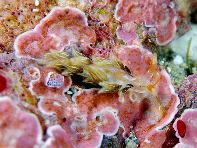 Cuthona puellula