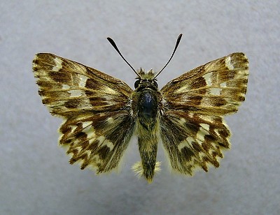 פאזל של Carcharodus lavatherae