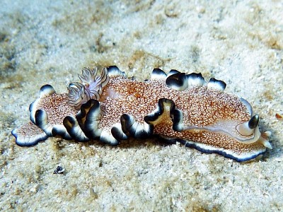 Ardeadoris pullata jigsaw puzzle