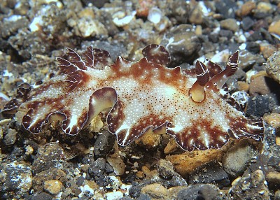 Discodoris boholiensis