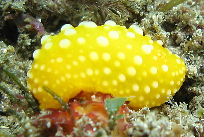 Doris chrysoderma