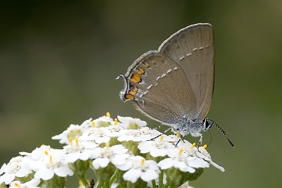 Satyrium acaciae