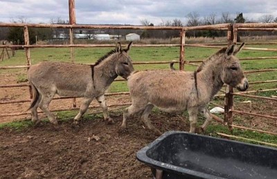 Donkey jigsaw puzzle