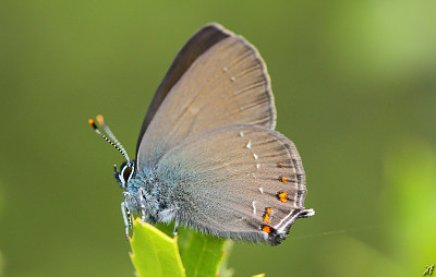 Satyrium ilicis