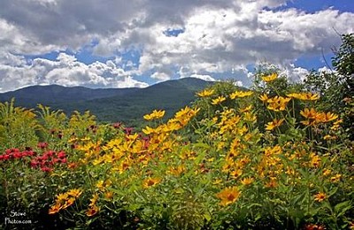 Nature jigsaw puzzle