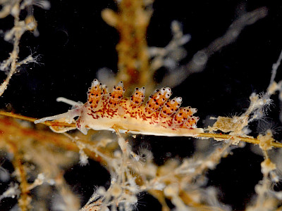 Doto coronata