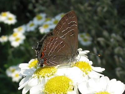 Satyrium liparops