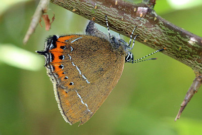 Satyrium pruni jigsaw puzzle