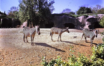 Les zÃ¨bres au zoo de Vincennes