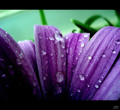 PURPLE jigsaw puzzle