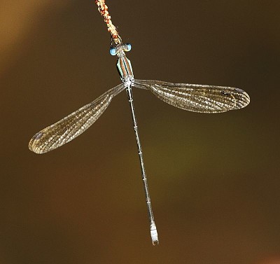 Lestes virgatus