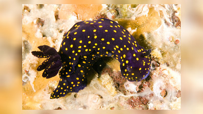 Felimare ghiselini