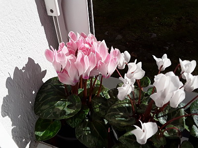 Cyclamen jigsaw puzzle