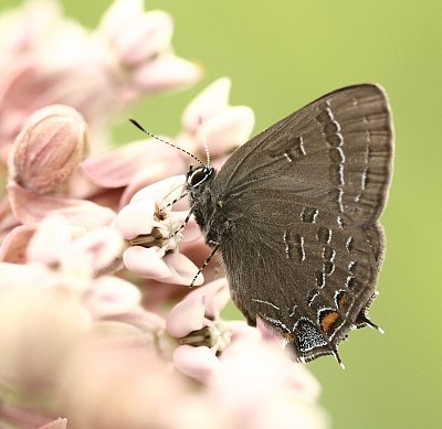 פאזל של Satyrium calanus