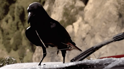 פאזל של Deadly Bird. -Postcards From The Edge