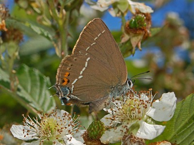 פאזל של Satyrium titus