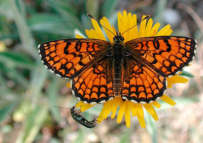 פאזל של Melitaea athalia