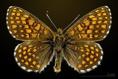 פאזל של Melitaea aurelia