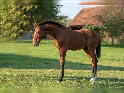 Warmblood austriaco jigsaw puzzle