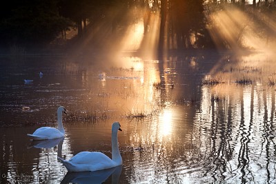 swan mist jigsaw puzzle