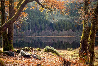 פאזל של Loch Chon trees
