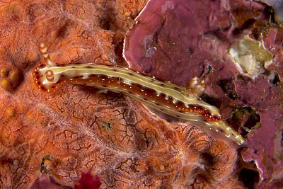 Hypselodoris decorata