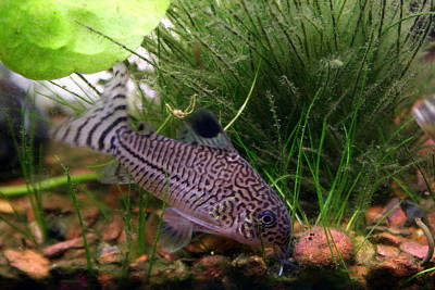 Corydoras julii jigsaw puzzle