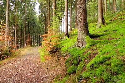 פאזל של naturaleza