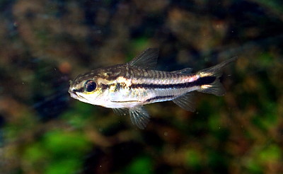 Corydoras pygmaeus jigsaw puzzle