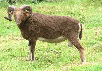 Castlemilk moorit