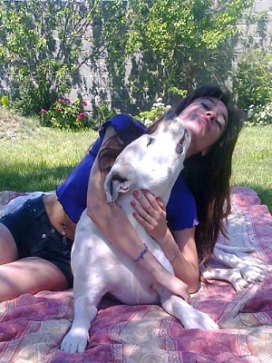 פאזל של Dogo argentino