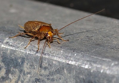 Ectobius pallidus