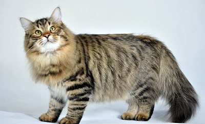 Siberiano tabby